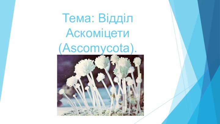 Тема: Відділ Аскоміцети (Ascomycota).