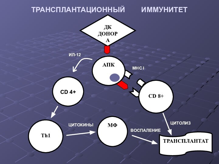 ТРАНСПЛАНТАЦИОННЫЙ    ИММУНИТЕТ ДКДОНОРАTh1ТРАНСПЛАНТАТМФCD 4+АПКCD 8+ЦИТОКИНЫ ЦИТОЛИЗ MHC I ИЛ-12ВОСПАЛЕНИЕ