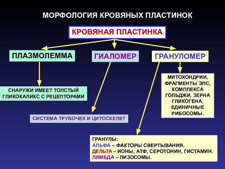 МОРФОЛОГИЯ КРОВЯНЫХ ПЛАСТИНОККРОВЯНАЯ ПЛАСТИНКАПЛАЗМОЛЕММАСНАРУЖИ ИМЕЕТ ТОЛСТЫЙГЛИКОКАЛИКС С РЕЦЕПТОРАМИГИАЛОМЕРГРАНУЛОМЕРМИТОХОНДРИИ, ФРАГМЕНТЫ ЭПС, КОМПЛЕКСАГОЛЬДЖИ, ЗЕРНА