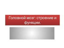 Головной мозг: строение и функции