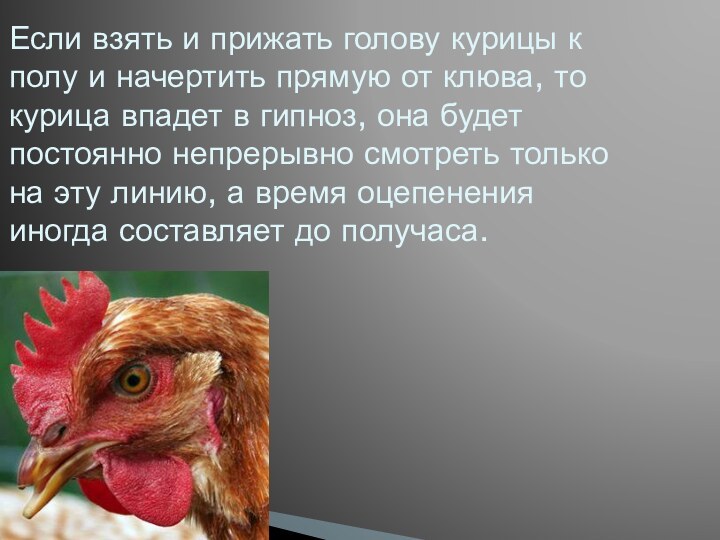 Если взять и прижать голову курицы к полу и начертить прямую от