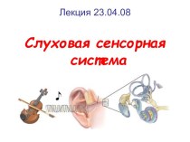 Слуховая сенсорная система