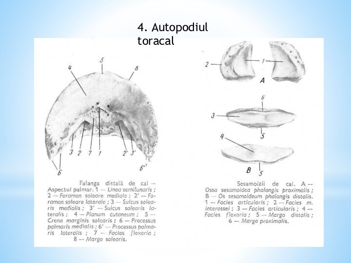 4. Autopodiul toracal