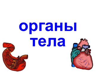 Анатомия. Органы тела