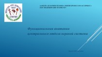 Функциональная анатомия центрального отдела нервной системы