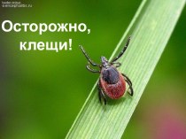 Осторожно: клещи