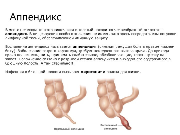 АппендиксВ месте перехода тонкого кишечника в толстый находится червеобразный отросток – аппендикс.