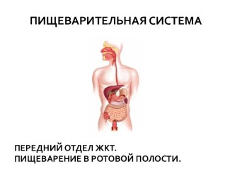 Пищеварительная система. Передний отдел жкт. Пищеварение в ротовой полости