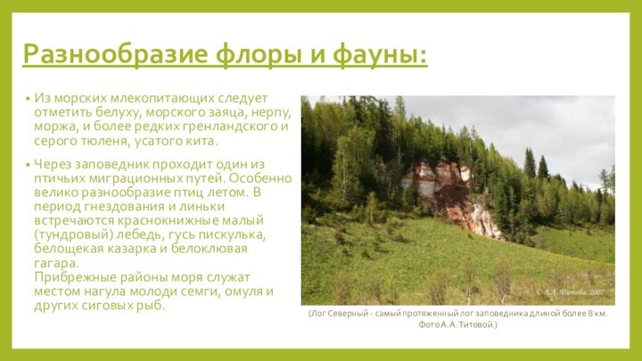 Разнообразие флоры и фауны:Из морских млекопитающих следует отметить белуху, морского заяца, нерпу,