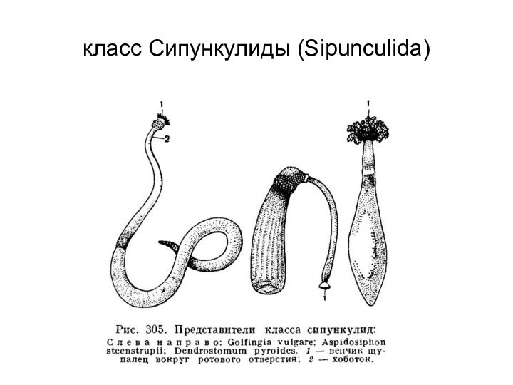 класс Сипункулиды (Sipunculida)