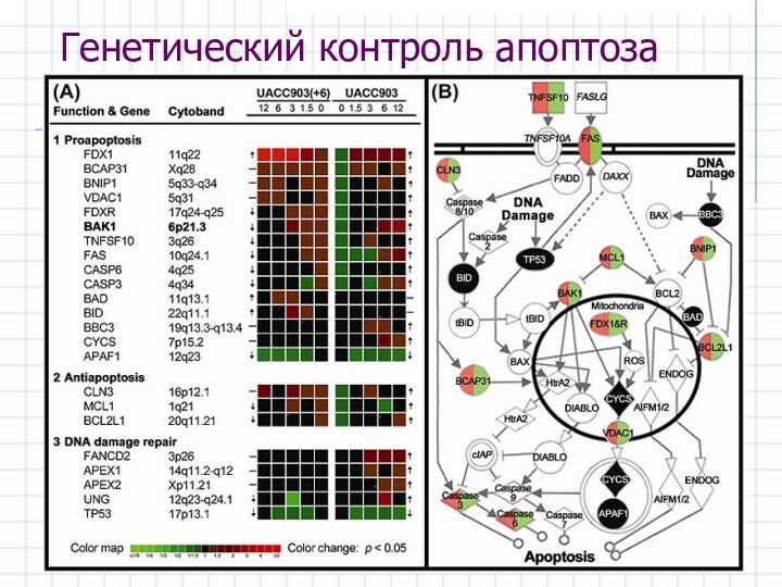 Генетический контроль апоптоза