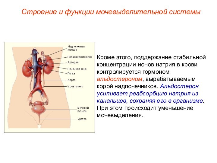 Кроме этого, поддержание стабильной концентрации ионов натрия в крови контролируется гормоном альдостероном,