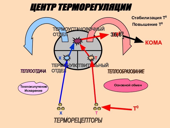 ЦЕНТР ТЕРМОРЕГУЛЯЦИИёТ Х ТЕПЛООТДАЧАТЕПЛООБРАЗОВАНИЕТЕРМОУСТАНОВОЧНЫЙ  ОТДЕЛТеплоизлучение Испарение Основной обмен ТЕРМОРЕЦЕПТОРЫХ Т ТЕРМОЧУВСТВИТЕЛЬНЫЙ  ОТДЕЛ380390Повышение Т0Стабилизация Т036,60Т0КОМА