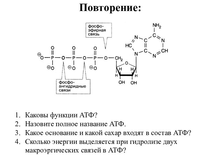 Повторение:Каковы функции АТФ?Назовите полное название АТФ.Какое основание и какой сахар входят в