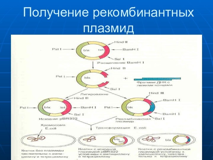 Получение рекомбинантных плазмид