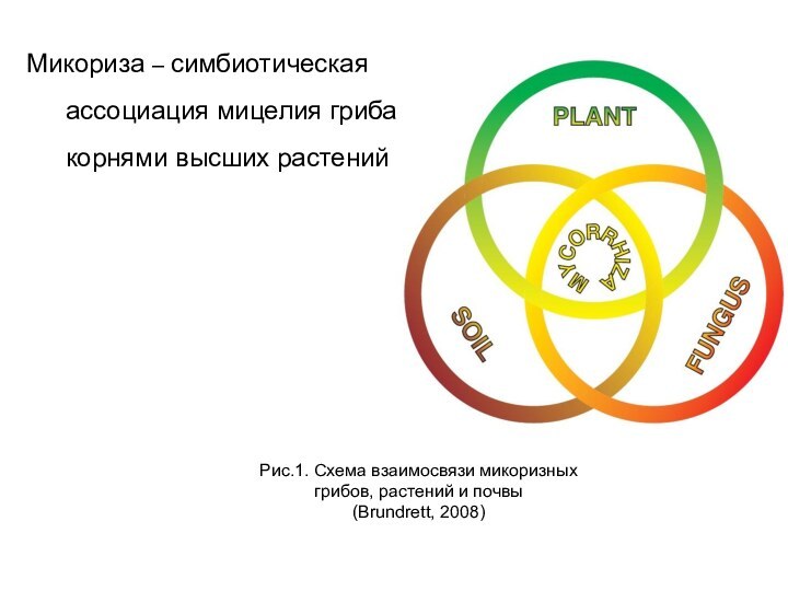 Рис.1. Схема взаимосвязи микоризных грибов, растений и почвы (Brundrett, 2008)Микориза – симбиотическая ассоциация мицелия гриба с корнями высших растений