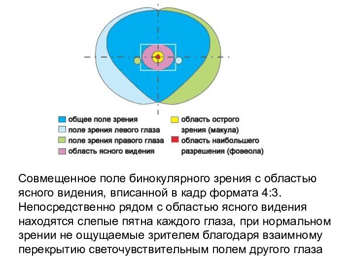 Совмещенное поле бинокулярного зрения с областью ясного видения, вписанной в кадр формата 4:3. Непосредственно