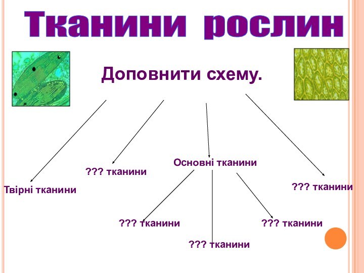 Тканини рослин Доповнити схему.Твірні тканини??? тканини??? тканиниОсновні тканини??? тканини??? тканини??? тканини