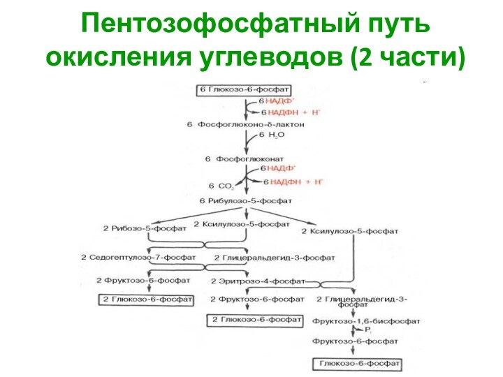 Пентозофосфатный путь окисления углеводов (2 части)