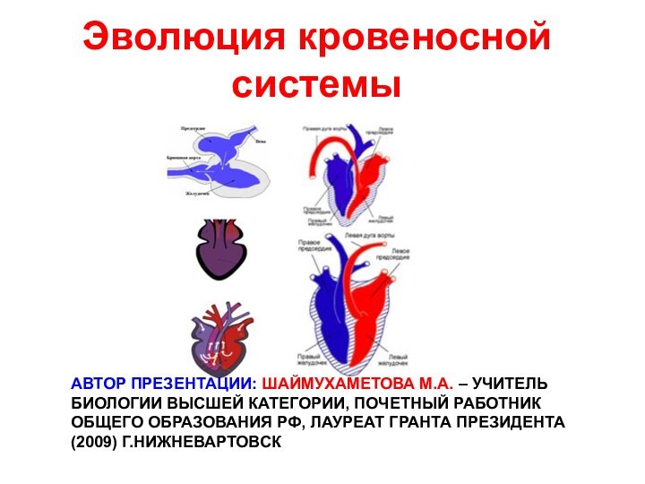 Эволюция кровеносной системыАВТОР ПРЕЗЕНТАЦИИ: ШАЙМУХАМЕТОВА М.А. – УЧИТЕЛЬ БИОЛОГИИ ВЫСШЕЙ КАТЕГОРИИ, ПОЧЕТНЫЙ