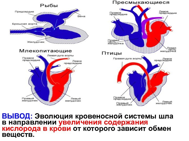 ВЫВОД: Эволюция кровеносной системы шла в направлении увеличения содержания кислорода в крови