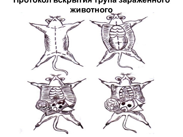 Протокол вскрытия трупа зараженного животного