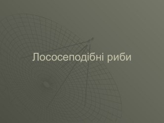 Лососеподібні риби. Райдужна форель