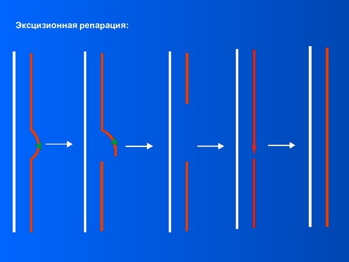 Эксцизионная репарация: