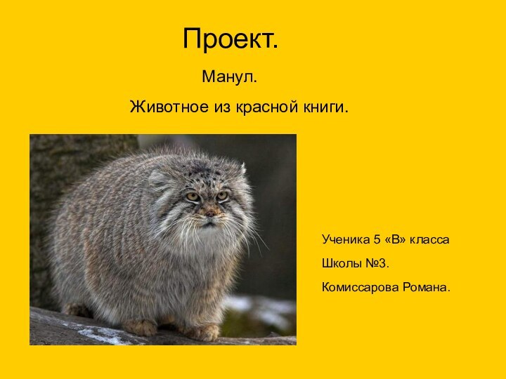 Проект.Животное из красной книги.Манул.Ученика 5 «В» классаШколы №3.Комиссарова Романа.