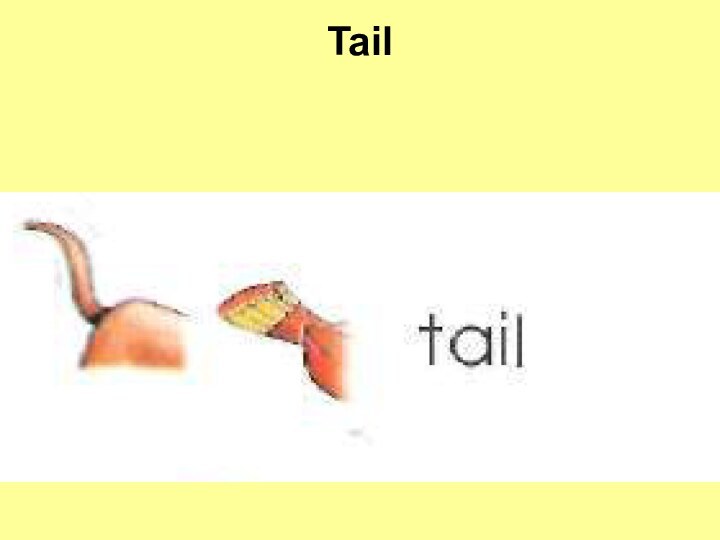 Tail