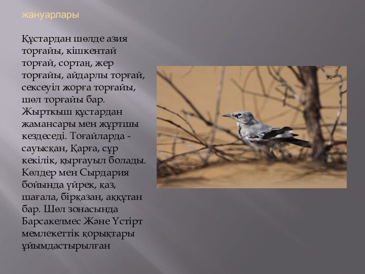 жануарларыҚұстардан шөлде азия торғайы, кішкентай торғай, copтaң, жер торғайы, айдарлы торғай, сексеуіл