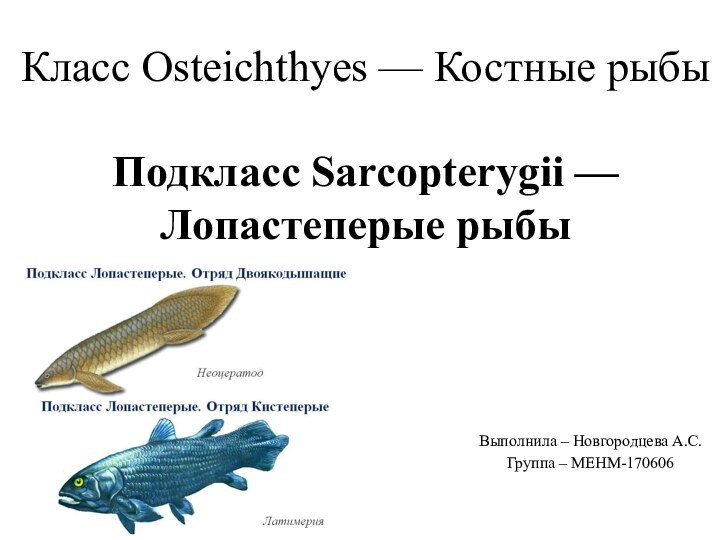 Класс Osteichthyes — Костные рыбы  Подкласс Sarcopterygii —Лопастеперые рыбы Выполнила – Новгородцева А.С.Группа – МЕНМ-170606