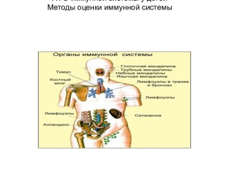 АФО иммунной системы у детей. Методы оценки иммунной системы