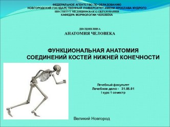 Функциональная анатомия соединений костей нижней конечности