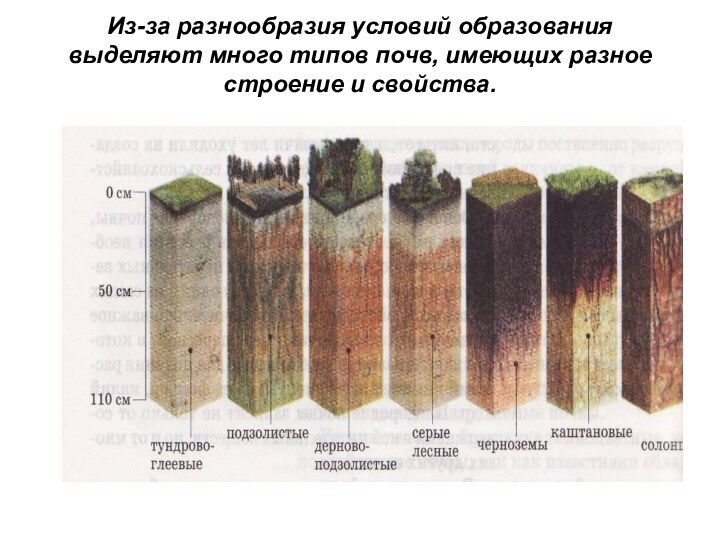 Из-за разнообразия условий образования выделяют много типов почв, имеющих разное строение и свойства.