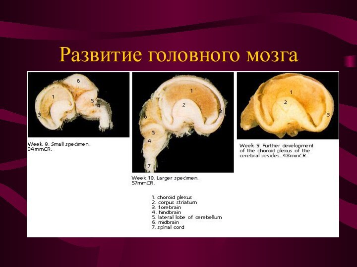 Развитие головного мозга