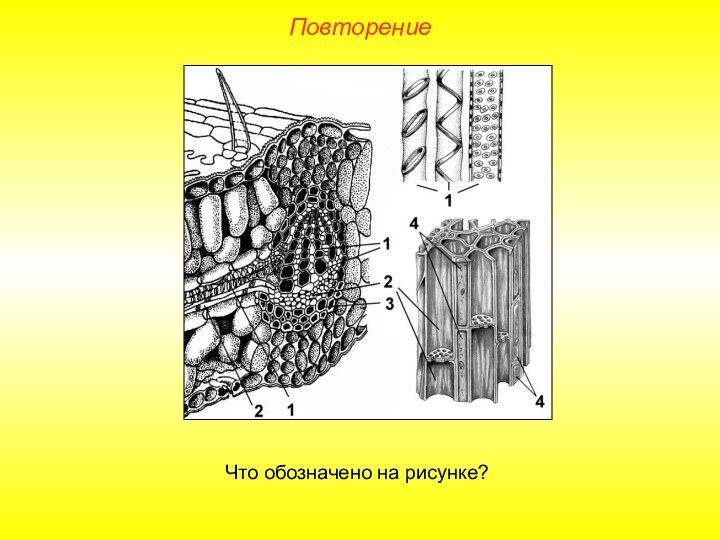 ПовторениеЧто обозначено на рисунке?