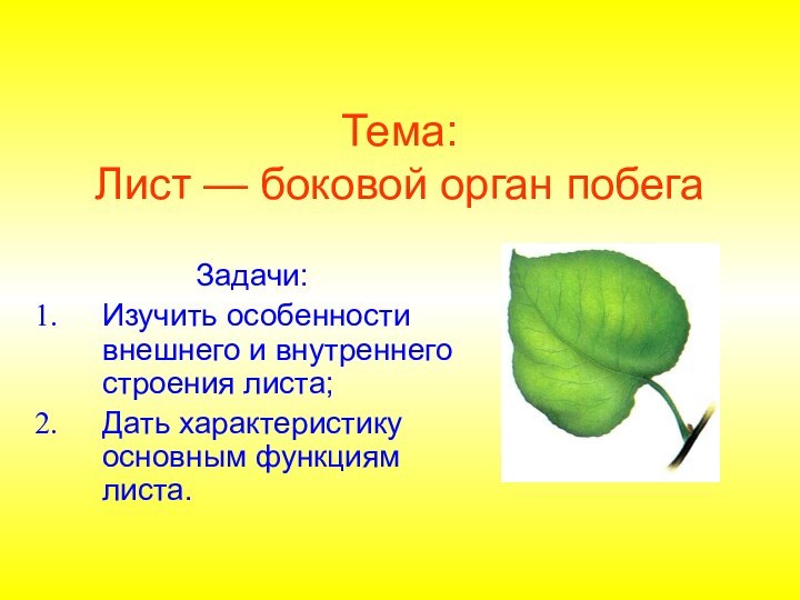 Тема: Лист — боковой орган побегаЗадачи:Изучить особенности внешнего и внутреннего строения листа;Дать характеристику основным функциям листа.