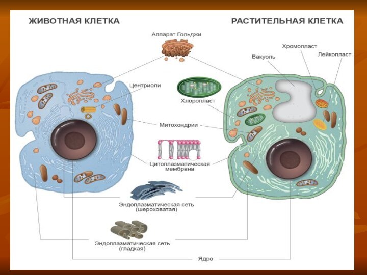 Животная и растительная клетка рисунок и