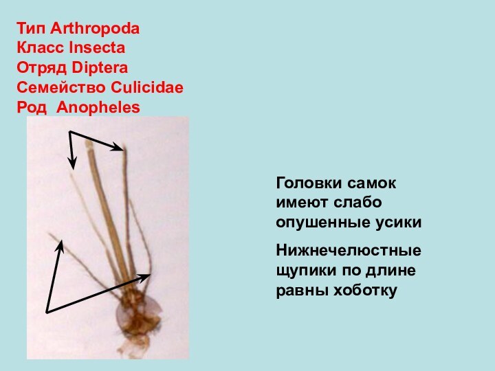 Тип ArthropodaКласс InsectaОтряд DipteraСемейство CulicidaeРод Anopheles Головки самок имеют слабо опушенные усикиНижнечелюстные