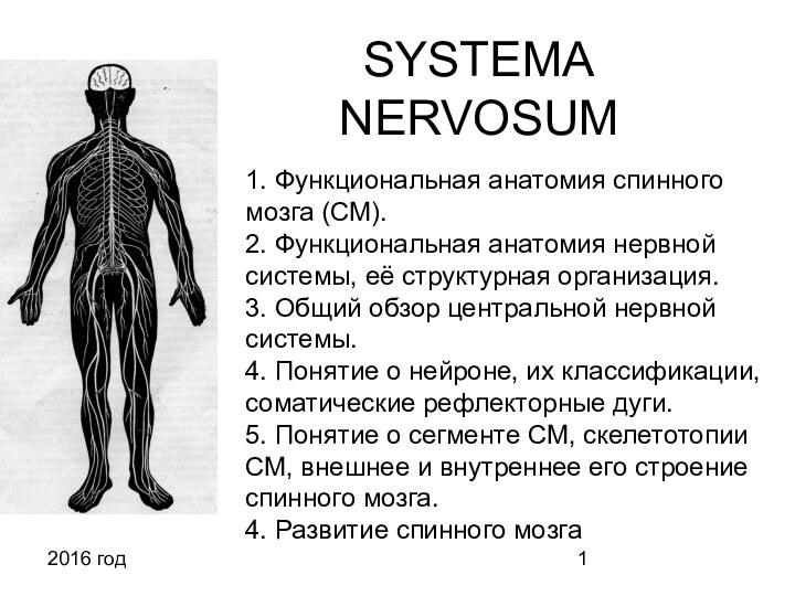 2016 годSYSTEMA  NERVOSUM1. Функциональная анатомия спинного мозга (СМ).  2. Функциональная