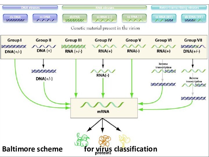 Baltimore scheme		   for virus classification