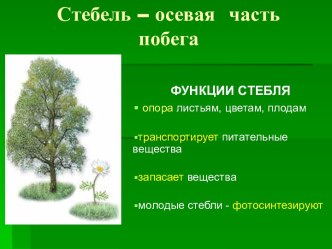 Клеточное строение стебля