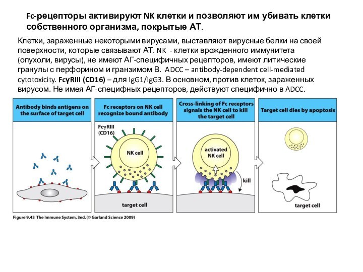 Fc-рецепторы активируют NK клетки и позволяют им убивать клетки собственного организма, покрытые