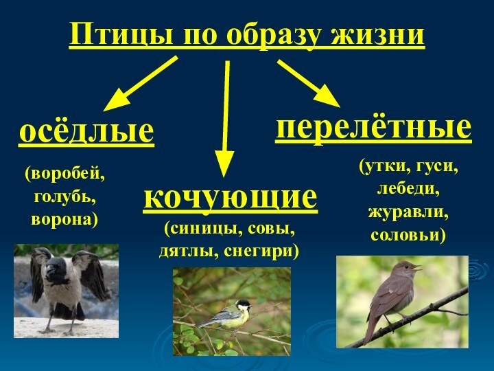 Птицы по образу жизниосёдлыекочующиеперелётные(воробей, голубь, ворона)(синицы, совы, дятлы, снегири)(утки, гуси, лебеди, журавли, соловьи)