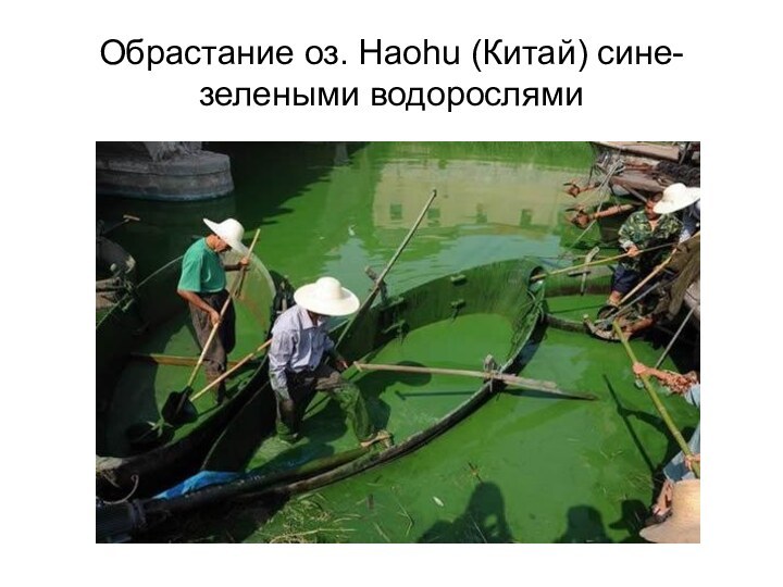 Обрастание оз. Haohu (Китай) сине-зелеными водорослями