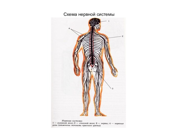 Схема нервной системы