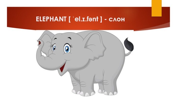 ELEPHANT [ ˈel.ɪ.fənt ] - слон