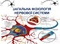 Загальна фізіологія нервової системи