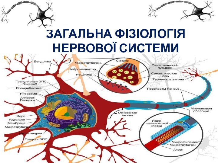 ЗАГАЛЬНА ФІЗІОЛОГІЯ НЕРВОВОЇ СИСТЕМИ